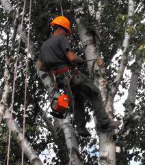 Edmonton Arborist Pruning Birch Tree- Just Trees Canada Inc.