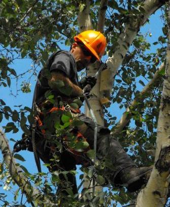 Tree Preservation Edmonton