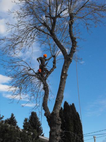 Green Ash Tree Removal Edmonton