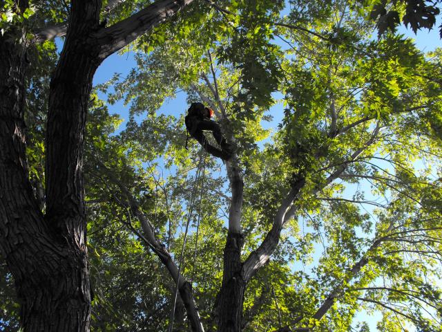 Arborist-Just Trees Canada-Edmonton