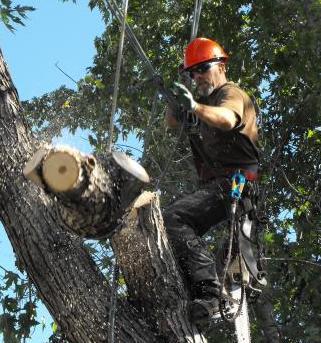 Edmonton Tree Removal