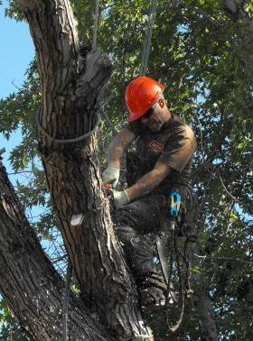 Stem Removal Edmonton