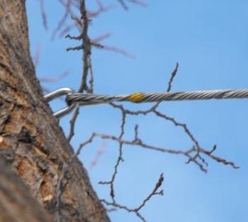 tree-surgery-edmonton.JPG